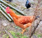 Coq 2 mois et demi
Prix:10€, Animaux & Accessoires, Volatiles