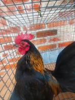 Serama hanen te koop  1 voor 10 euro  of 6 voor 50 euro, Animaux & Accessoires, Volatiles