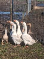 Koppel witte emdenerganzen met blauwe ogen, Animaux & Accessoires, Volatiles, Plusieurs animaux, Oie ou Cygne