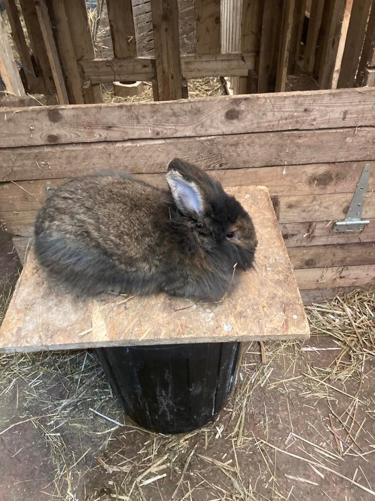 Gents Baardkonijn, Dieren en Toebehoren