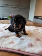 Black & tan dwergteckeltje, Dieren en Toebehoren, Honden | Teckels en Dashonden, Parvo, België, Fokker | Hobbymatig, Reu