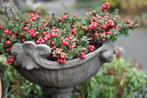 4 x gaultheria  red berry's   in pot, Ophalen, Vaste plant