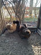 Zijdehoen hennetjes, Dieren en Toebehoren, Vrouwelijk, Kip