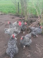 Broedeieren mechelse koekoek hoen kippen, Dieren en Toebehoren, Pluimvee, Geslacht onbekend, Kip