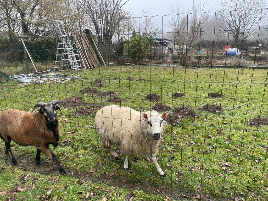 Vrouw van ongeveer 8 maanden oud, Vrouwelijk