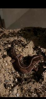 Vetstaartgekko 2 jaar oud, Dieren en Toebehoren, Hagedis, 0 tot 2 jaar