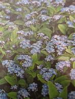 Vergeet-me-nietje, Tuin en Terras, Ophalen