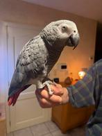 Grijze roodstraat, Dieren en Toebehoren, Geslacht onbekend, Papegaai, Pratend
