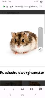 Op zoek naar een jong Russische dwerghamstertje, Dieren en Toebehoren, Knaagdieren, Februari, Hamster