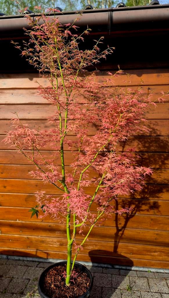 Acer palmatum Iyoshi, Tuin en Terras, Ophalen, Zomer