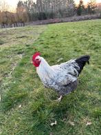 Handtamme haan, Dieren en Toebehoren, Pluimvee, Mannelijk, Kip