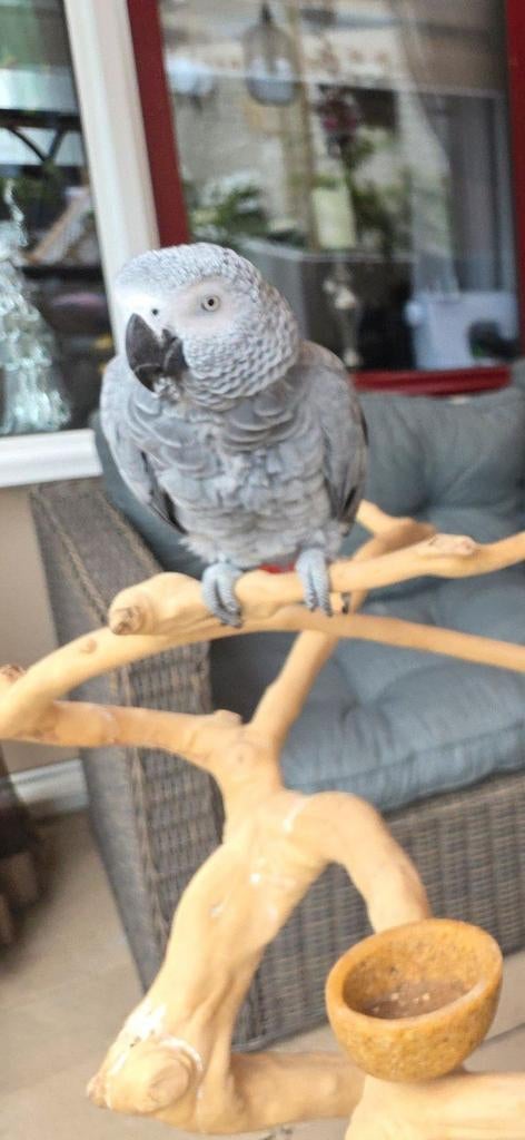 Super tamme roodstaart graag ruil ara, Dieren en Toebehoren, Tam