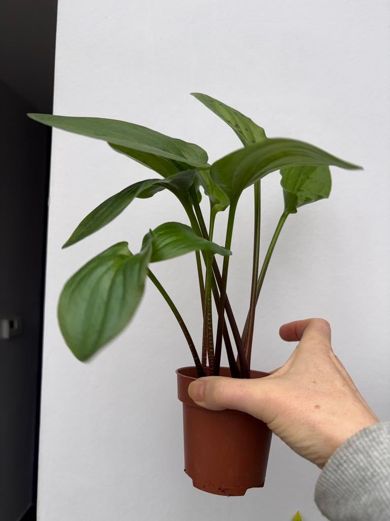 Drimiopsis maculata, ook bekend als de Afrikaanse Hosta, Huis en Inrichting, Kamerplanten, Overige soorten, Minder dan 100 cm