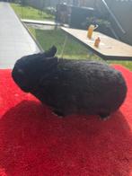 Lapin nain rex petit 30 € la piece  je suis sur charleroi., Dieren en Toebehoren, Meerdere dieren, Klein, 0 tot 2 jaar