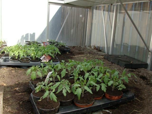 plants de légumes a vendre, Enlèvement
