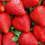 Plants de fraisiers à vendre, Jardin & Terrasse, Plantes | Jardin, Enlèvement