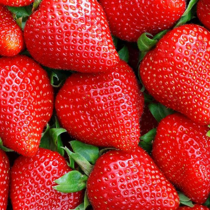 Plants de fraisiers à vendre, Jardin & Terrasse, Plantes | Jardin, Enlèvement