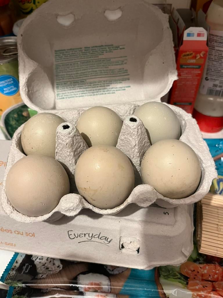 Groene broedeieren, Animaux & Accessoires, Volatiles | Accessoires, Enlèvement ou Envoi, Comme neuf, Couveuse