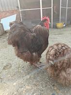 Orpington Haan choco, Dieren en Toebehoren, Mannelijk, Kip