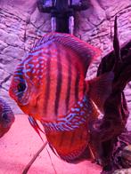 Discussen Curipera Heckel Crosse, Vis, Zoetwatervis, Schoolvis