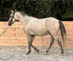 Lusitano Ruin, Dieren en Toebehoren, Met stamboom, B, Ruin, Dressuurpaard