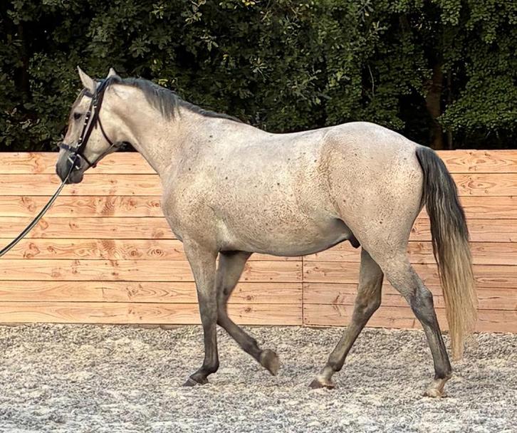 Lusitano Ruin, Animaux & Accessoires, Chevaux, Hongre, B, 160 à 165 cm, 3 à 6 ans, Cheval de dressage, Avec pedigree