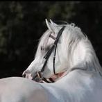 Dekhengsten: Arabische- en Engelse Volbloeden, Dieren en Toebehoren, Hengst