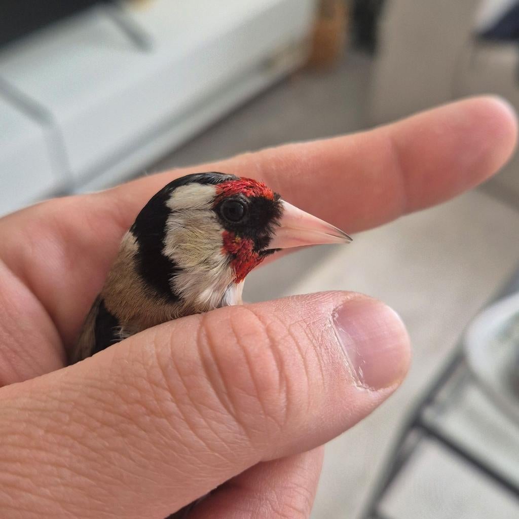 chardonneret parva, Animaux & Accessoires