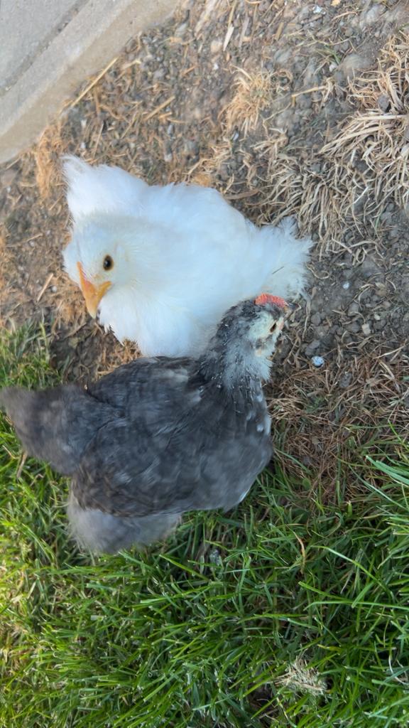 Poussins - Cochin bantam - poulets, Animaux & Accessoires, Volatiles