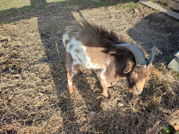 Dwerggeit mooi chocostippel bokje, Dieren en Toebehoren, Schapen, Geiten en Varkens