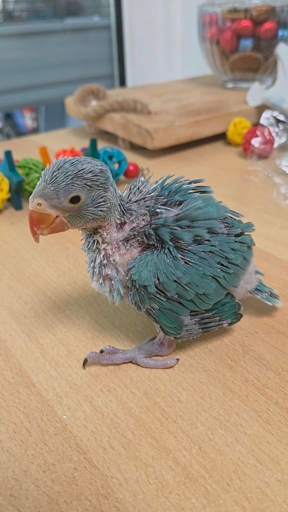 Jeune perruche à collier apprivoisé à vendre, turquoise, Animaux & Accessoires, Oiseaux | Perruches & Perroquets, Perruche, Domestique