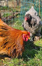 Mooi koppel Brahma kippen, Dieren en Toebehoren, Pluimvee