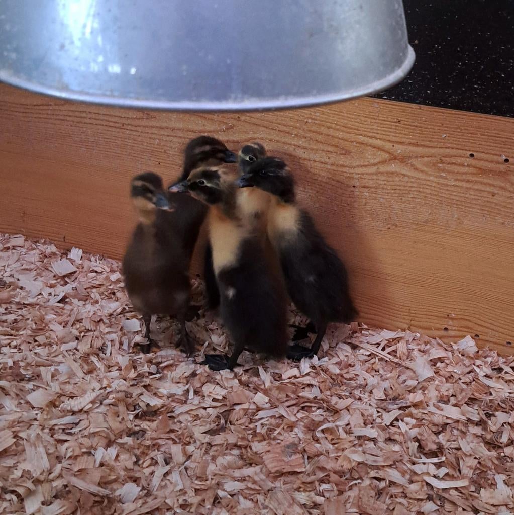 Indische loopeend kuikens, Geslacht onbekend, Eend