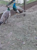 Pauwen, Dieren en Toebehoren, Pluimvee