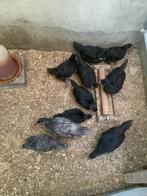 Australorp kuikens, Dieren en Toebehoren, Februari, Geslacht onbekend