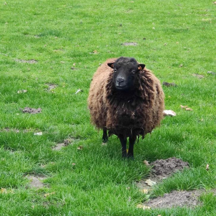 Ouessant koppeltjes, Animaux & Accessoires, Moutons, Chèvres & Cochons, Mouton