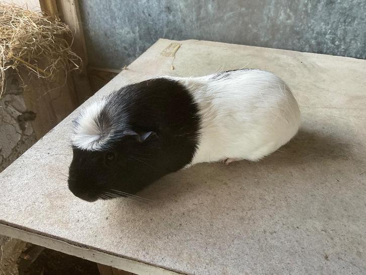 Garçon cochon d'Inde, Animaux & Accessoires, Rongeurs, Mâle, Cobaye, Avril