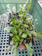 Margriet - p9, Ophalen