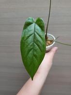 Anthurium pandurilaminum x, Enlèvement ou Envoi