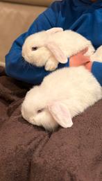 Minilop konijn raszuiver