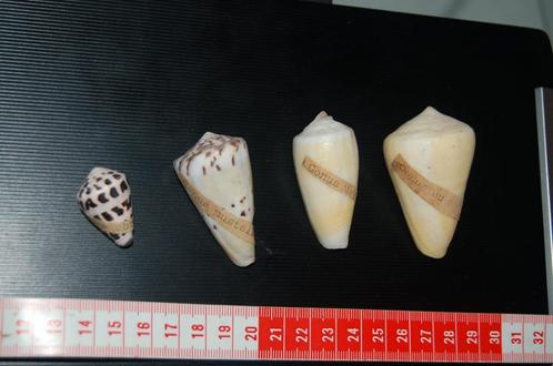 Conus schelpen (conidae) verzameling decoratie, Collections, Minéraux & Fossiles, Coquillage(s), Enlèvement ou Envoi