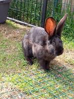 Konijn Duitse reus, Dieren en Toebehoren, Konijnen, Meerdere dieren, Groot, 0 tot 2 jaar