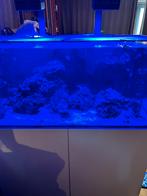 Zoutwateraquarium 425l met toebehoor, Dieren en Toebehoren, Vissen | Aquaria en Toebehoren, Gebruikt, Ophalen