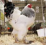 Brahma wit blauwcolumbia 2025, Vrouwelijk, Kip