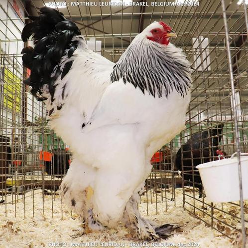 Brahma wit blauwcolumbia 2025, Dieren en Toebehoren, Pluimvee, Kip, Vrouwelijk