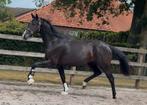 3jr Dressuurpaard v.Jameson RS2 x Don Frederico, Dieren en Toebehoren, Ruin, Dressuurpaard, 3 tot 6 jaar, Onbeleerd