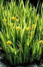 Graines d'iris jaune d'étang, Jardin & Terrasse, Plein soleil, Enlèvement ou Envoi, Plantes de bassin, Été