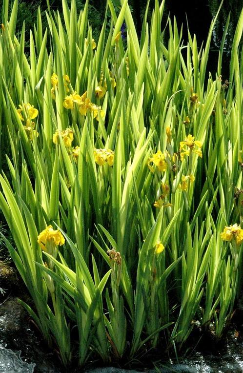 Graines d'iris jaune d'étang, Jardin & Terrasse, Plantes | Jardin, Plantes de bassin, Plein soleil, Été, Enlèvement ou Envoi