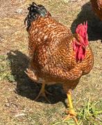 Jonge haan kleurlegger, Dieren en Toebehoren, Pluimvee, Mannelijk, Kip
