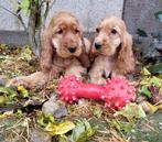 Engelse cocker spaniel pup bruin en zwart kleurig, Dieren en Toebehoren, Honden | Retrievers, Spaniëls en Waterhonden, België